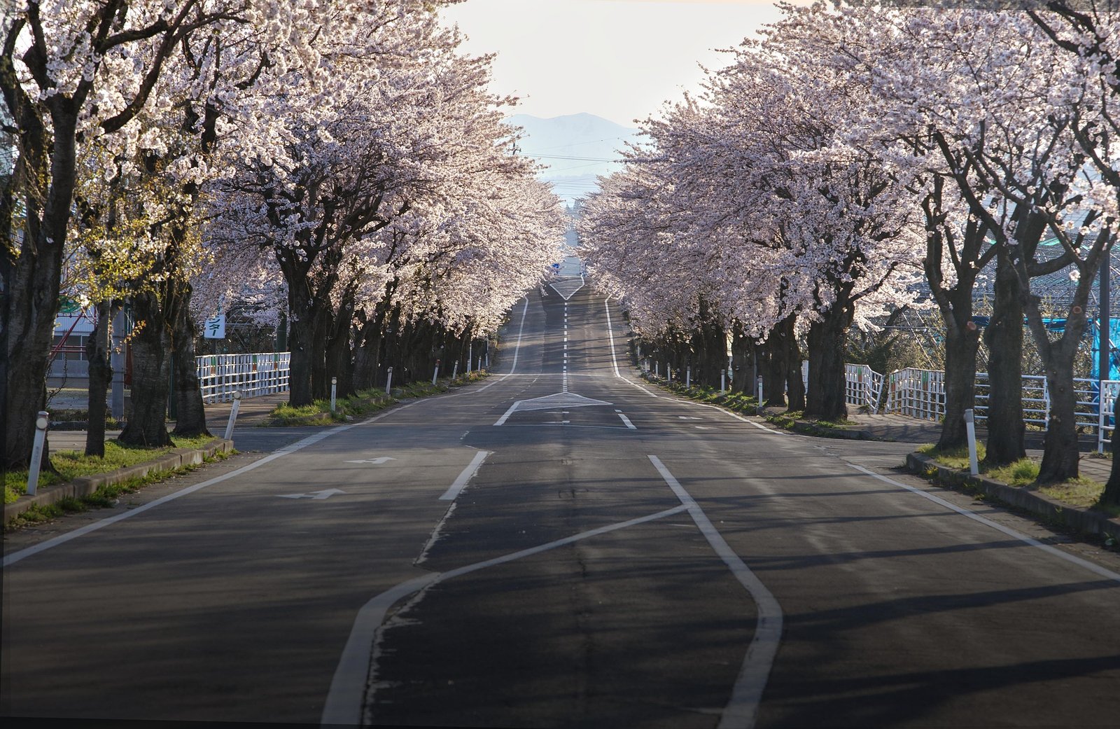 Cherry Blossom in Japan: The Ultimate Guide to Sakura Season
